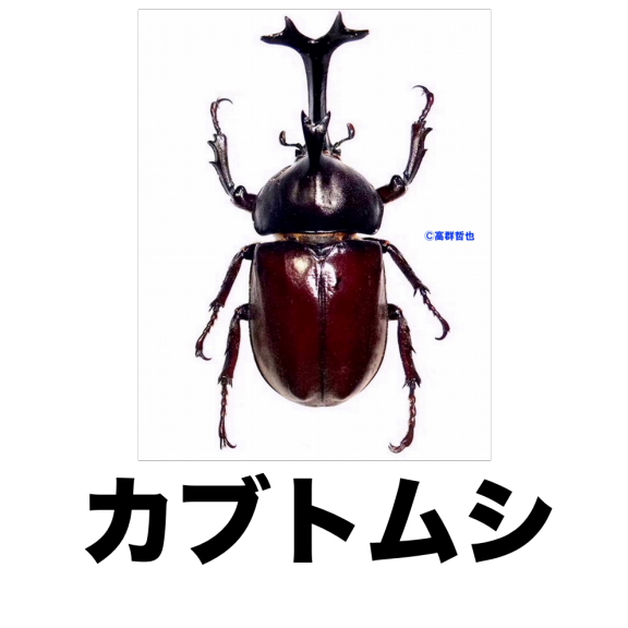 標 コガネムシ 公式 石川流域生きものミュージアム 雨ふる大地の水辺保全ネットワーク 標 コガネムシ 公式 石川流域生きものミュージアム 雨ふる大地の水辺保全ネットワーク