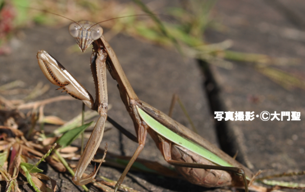 瞳はいつもこちらを見ている?「カマキリ」 | ［公式］石川流域生きもの