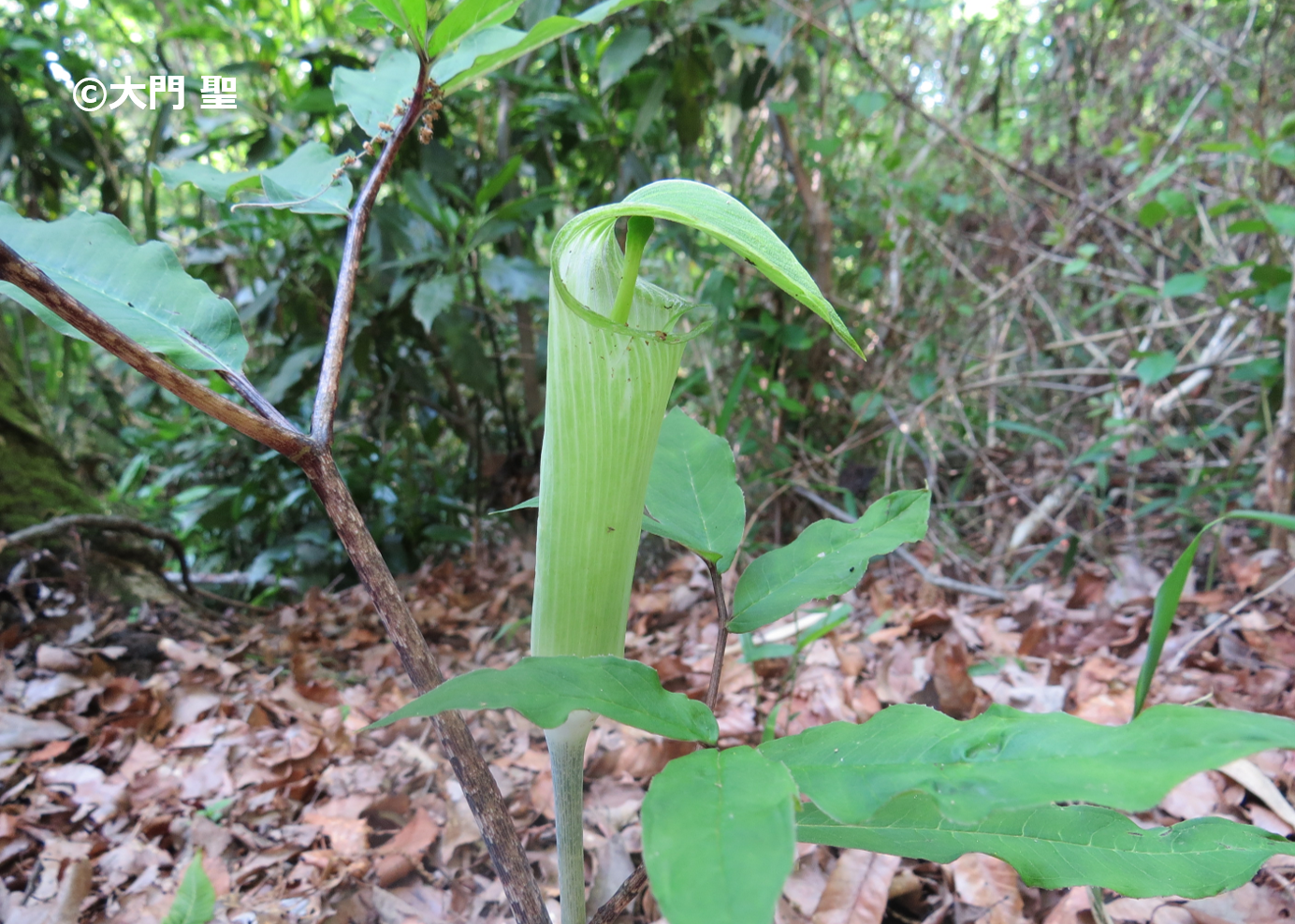 コウライテンナンショウ | ［公式］石川流域生きものミュージアム・雨ふる大地の水辺保全ネットワーク