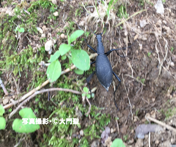 ときどき道に落ちている中身が空っぽのカタツムリの殻 マイマイカブリ 雨ふる大地の水辺保全ネットワーク