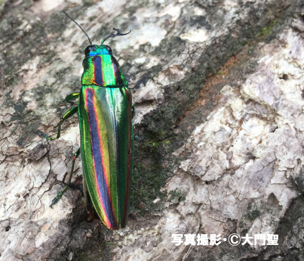 タマムシ 〜それは魅惑の宝石〜 | ［公式］石川流域生きもの