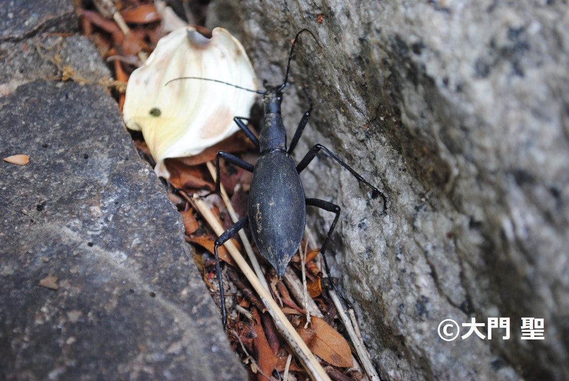 オサムシ・ゴミムシ（危険なコウチュウ類） | ［公式］石川流域
