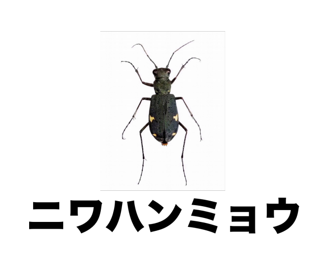 長野公園の甲虫類 公式 石川流域生きものミュージアム 雨ふる大地の水辺保全ネットワーク 長野公園の甲虫類 公式 石川流域生きものミュージアム 雨ふる大地の水辺保全ネットワーク