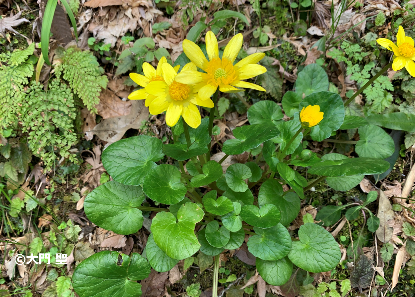 キクザキリュウキンカ 公式 石川流域生きものミュージアム 雨ふる大地の水辺保全ネットワーク キクザキリュウキンカ 公式 石川流域生きものミュージアム 雨ふる大地の水辺保全ネットワーク