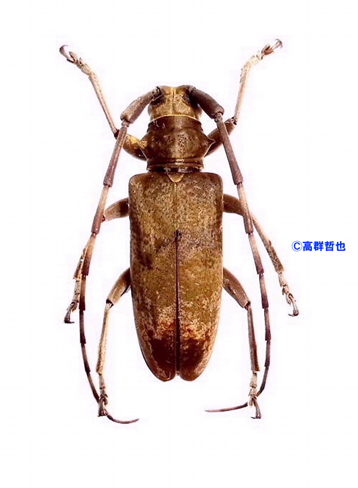 19 ビロウドカミキリ | ［公式］石川流域生きものミュージアム・雨ふる