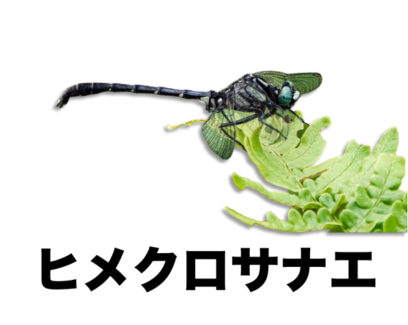 印刷可能 ヤゴ イラスト ヤゴ イラスト フリー