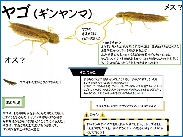 ヤゴ トンボの幼虫 雨ふる大地の水辺保全ネットワーク