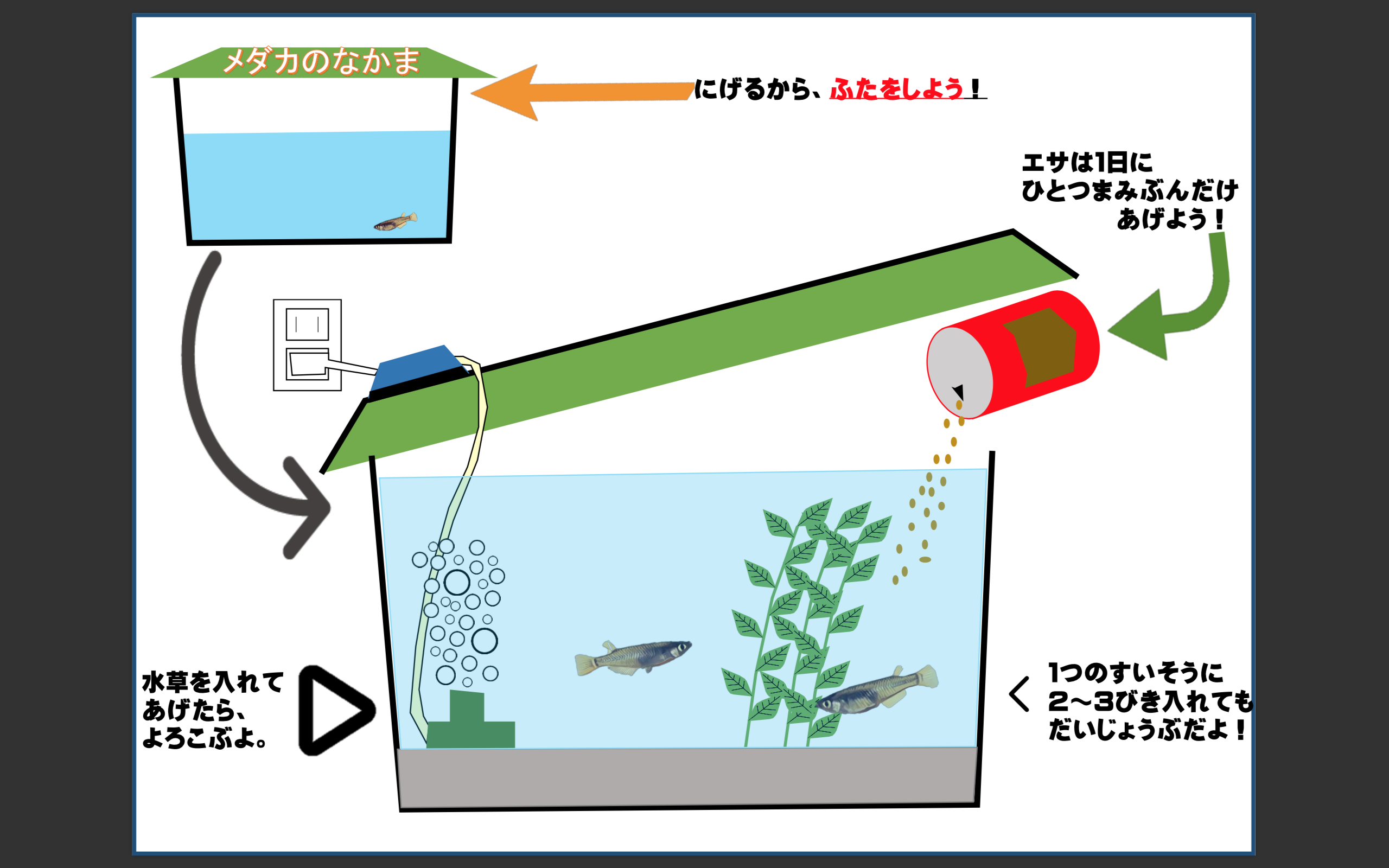 メダカ 公式 石川流域生きものミュージアム 雨ふる大地の水辺保全ネットワーク