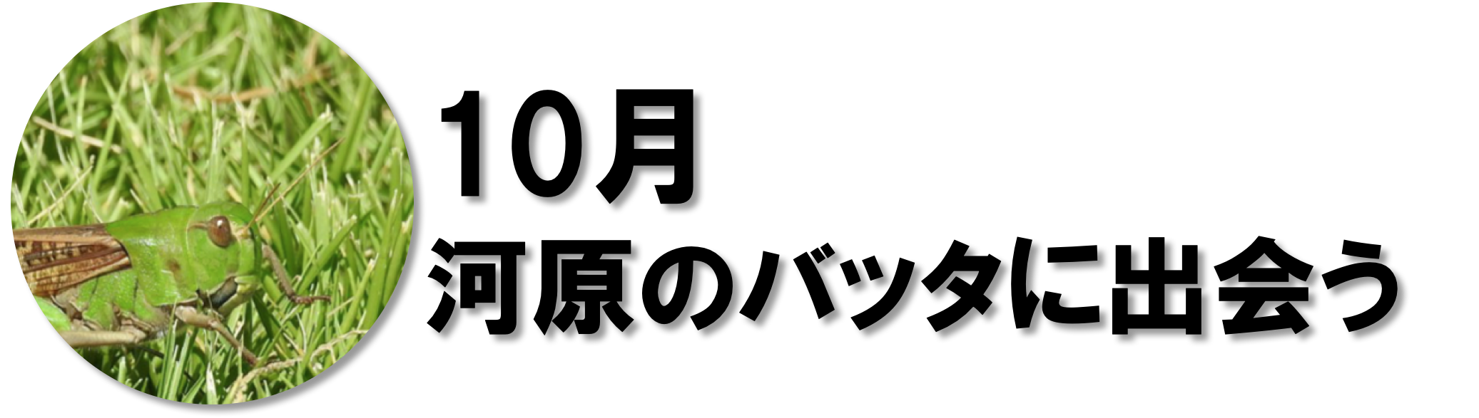 バッタ特集 公式 石川流域生きものミュージアム 雨ふる大地の水辺保全ネットワーク
