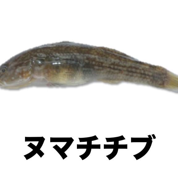 魚類 Tokotoko生き物図鑑 公式 石川流域生きものミュージアム 雨ふる大地の水辺保全ネットワーク