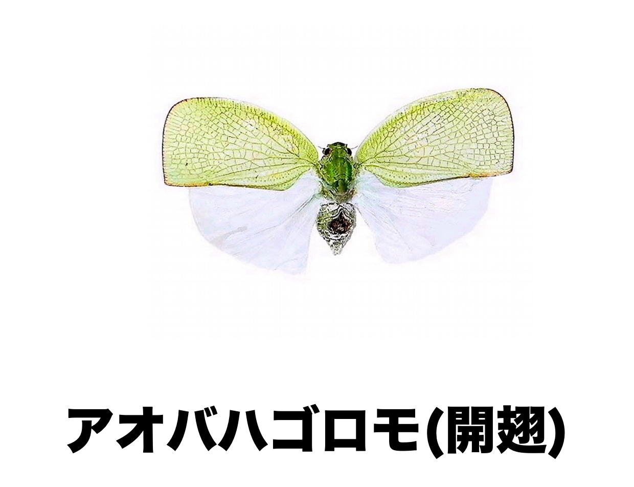 2 アオバハゴロモ [公式]石川流域生きものミュージアム・雨ふる大地の水辺保全ネットワーク