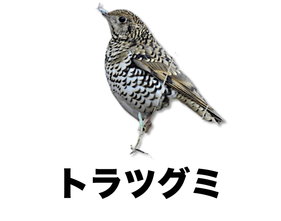 トラツグミさま♪ 専用でございます 522dc844c861568aee812d50d14400