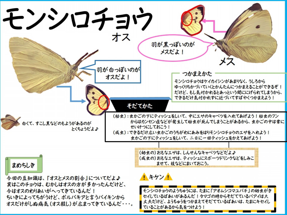 モンシロチョウの幼虫 公式 石川流域生きものミュージアム 雨ふる大地の水辺保全ネットワーク