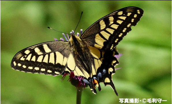 アゲハチョウは人に見えないものを見ている 公式 石川流域生きものミュージアム 雨ふる大地の水辺保全ネットワーク