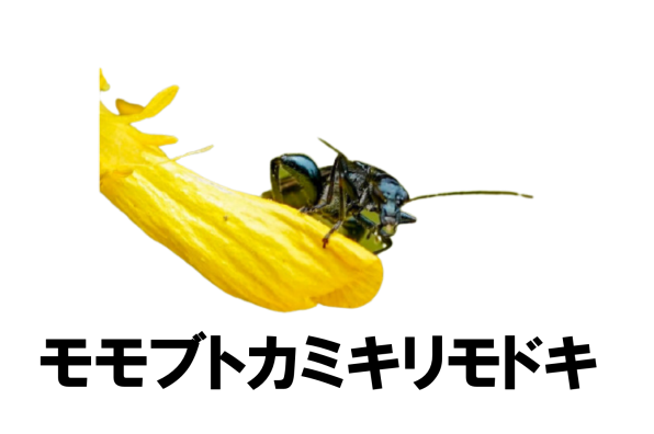 52eaf18f908cbdde462b0a5a5ae2f7