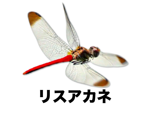 アカトンボ・赤いトンボ | ［公式］石川流域生きものミュージアム・雨