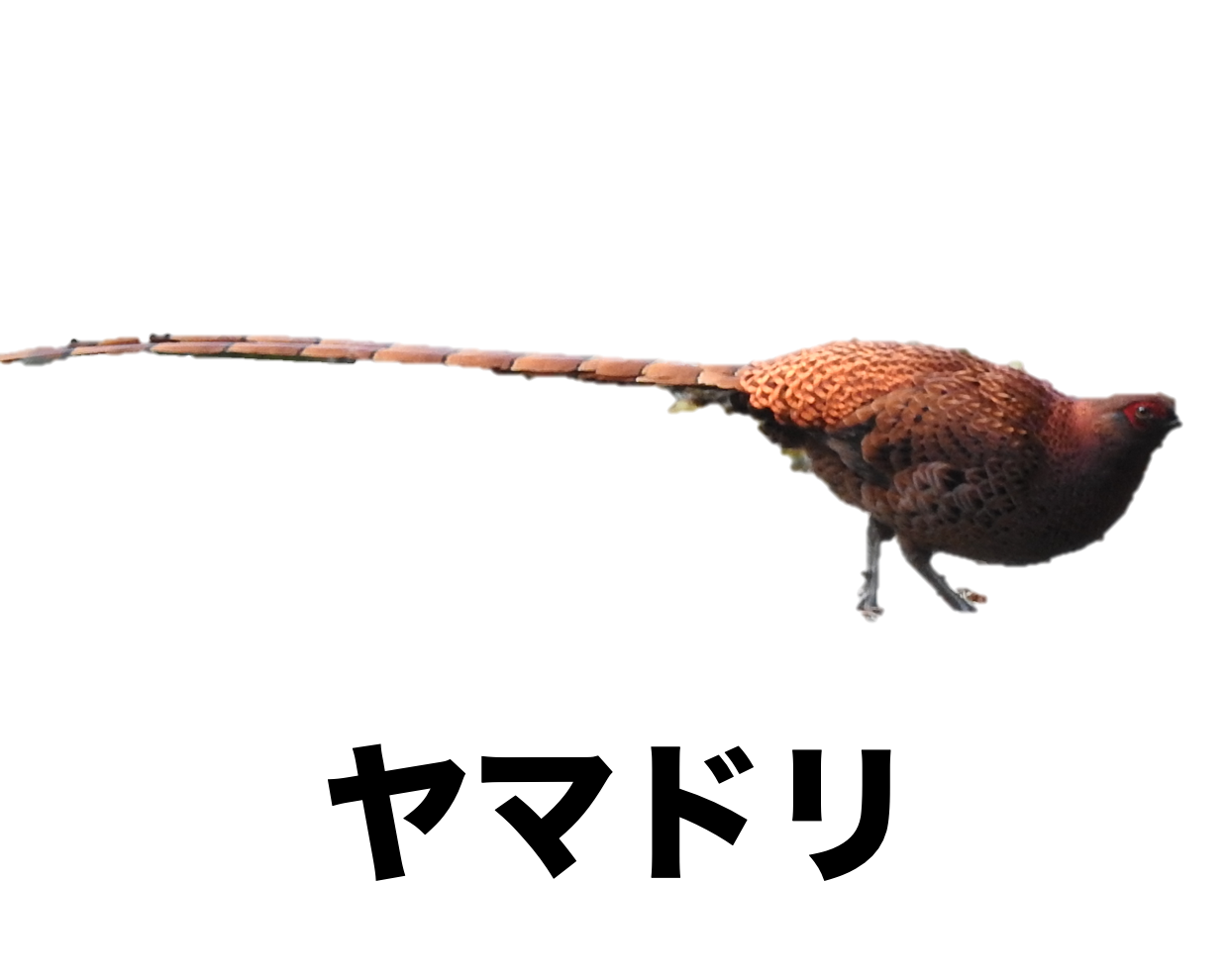 剥製　ヤマドリ　本物　かなり大きい 剥製 ヤマドリ 本物 かなり大きい 【公式通販】