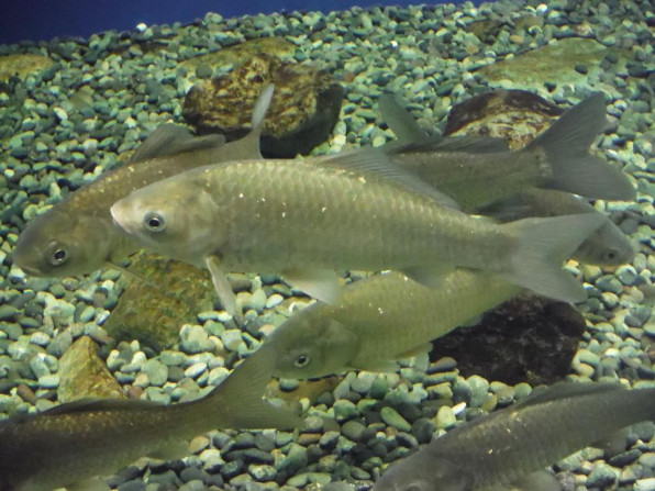 人間が品種改良で生んだ生き物 金魚 公式 石川流域生きものミュージアム 雨ふる大地の水辺保全ネットワーク