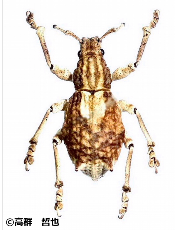 21mm】シロマダラコブゴミムシダマシ 昆虫標本 Zopherus ゾウムシ 21mm