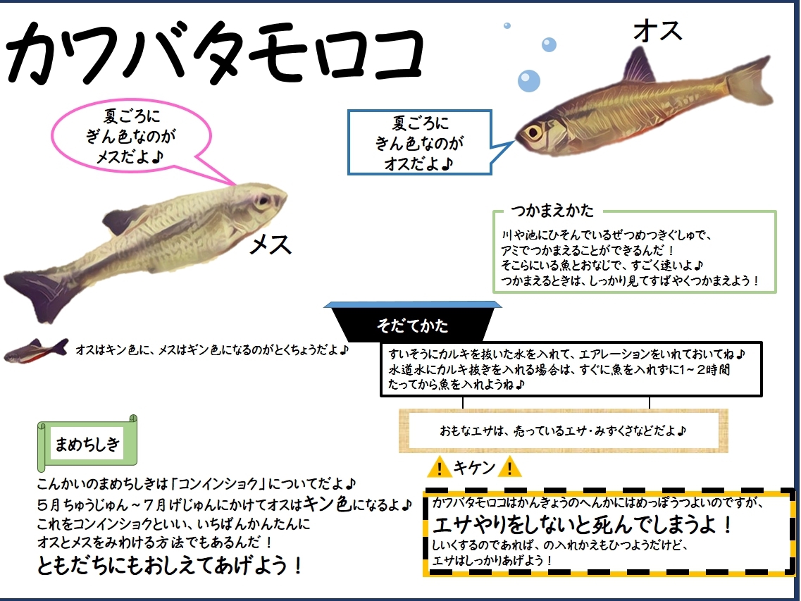 カワバタモロコ  ［公式］石川流域生きものミュージアム・雨ふる大地 