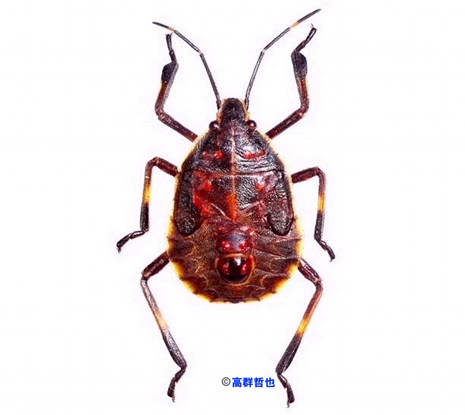 1 キマダラカメムシ | ［公式］石川流域生きものミュージアム