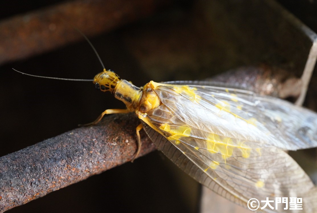 昆虫標本☆中国広東省産ヘビトンボ(前翅長およそ87ミリ)｜虫類