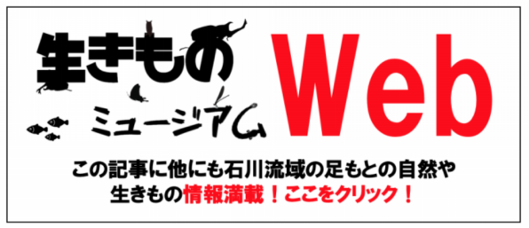 あなたの身近にもフクロウがいる 公式 石川流域生きものミュージアム 雨ふる大地の水辺保全ネットワーク