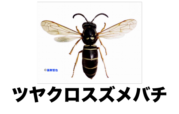 ハチのなかま＝索引・検索＝ | ［公式］石川流域生きもの