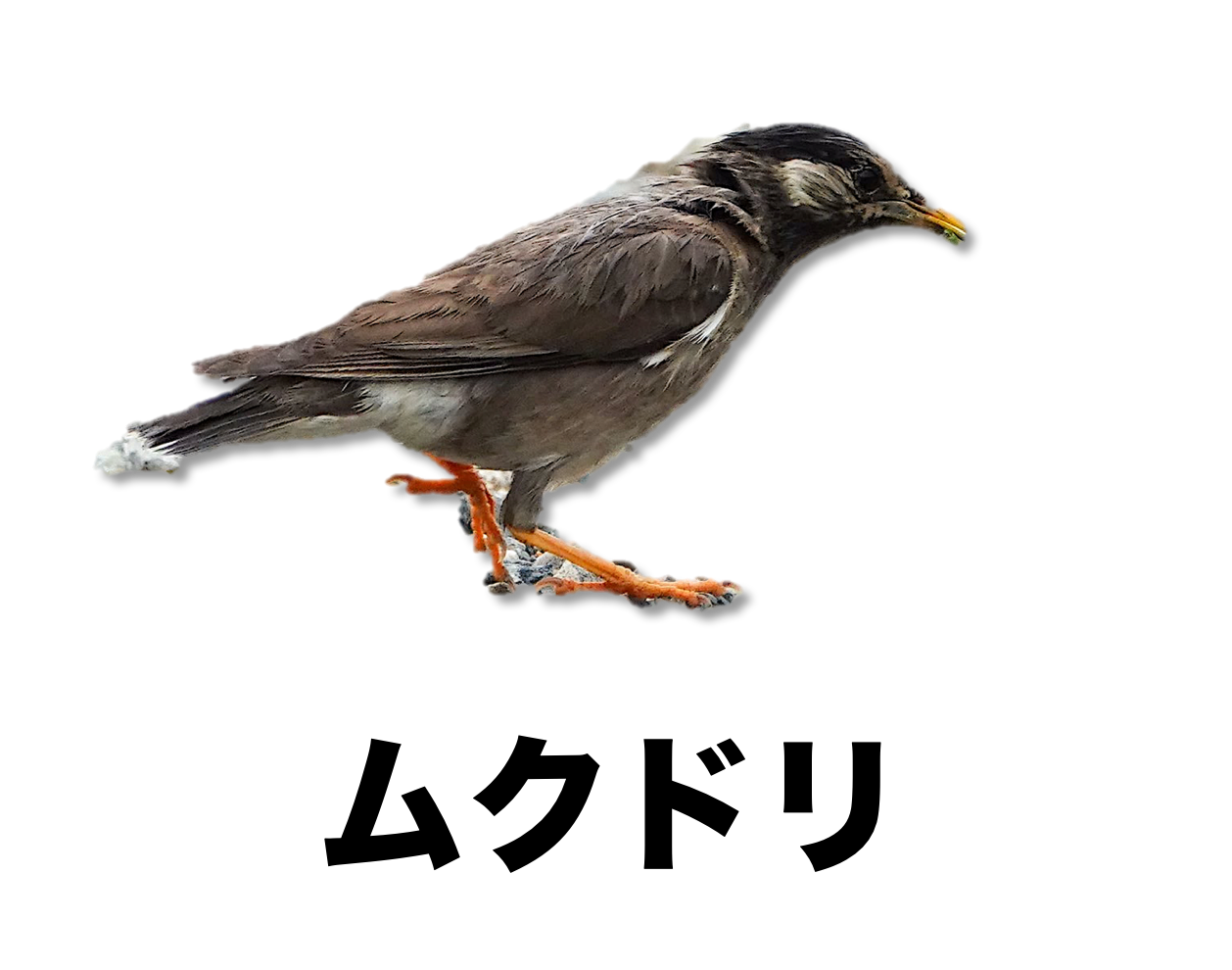 最も好ましい セキレイ イラスト セキレイ イラスト フリー