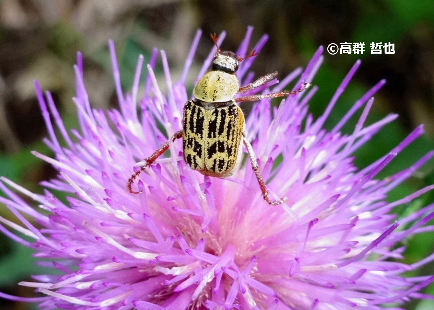 アシナガコガネ | ［公式］石川流域生きものミュージアム・雨ふる大地