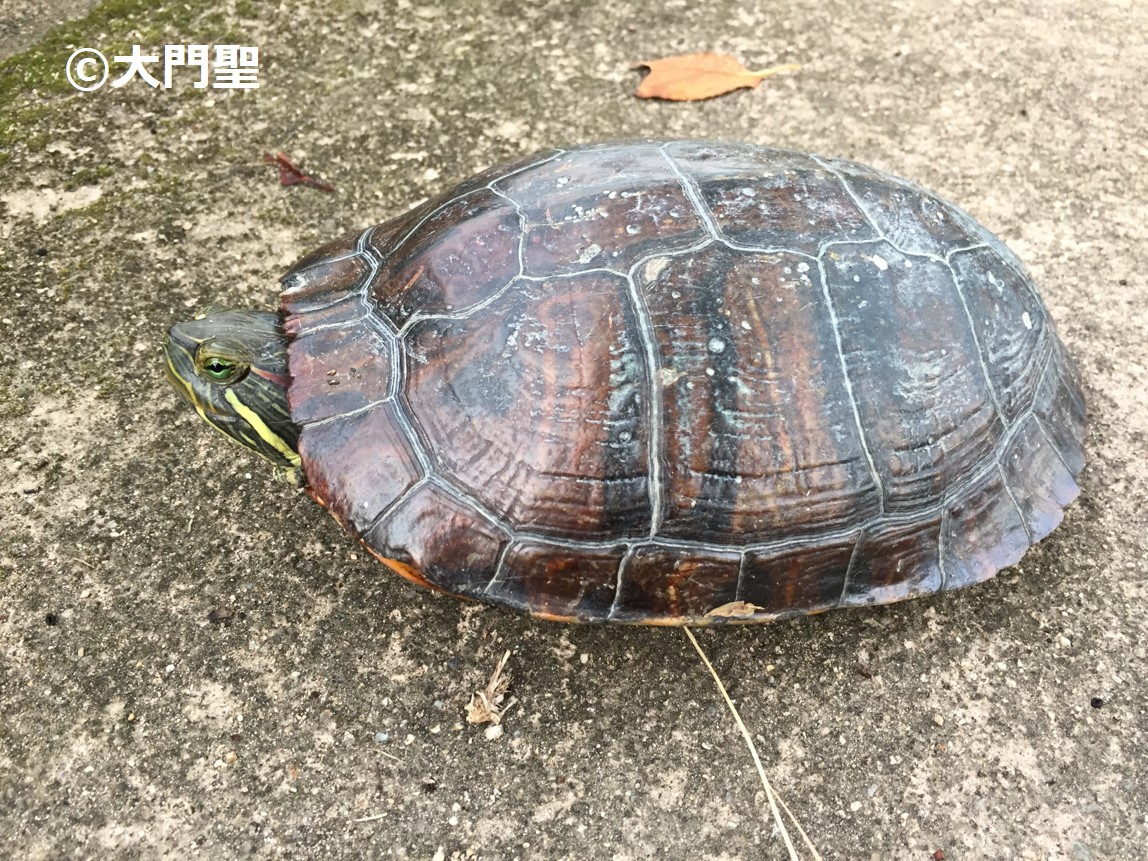 ミシシッピアカミミガメ 雨ふる大地の水辺保全ネットワーク