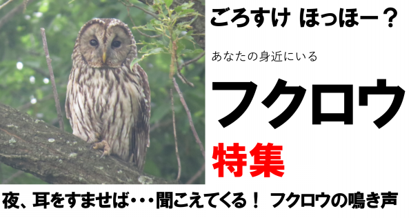 フクロウ 特集 公式 石川流域生きものミュージアム 雨ふる大地の水辺保全ネットワーク