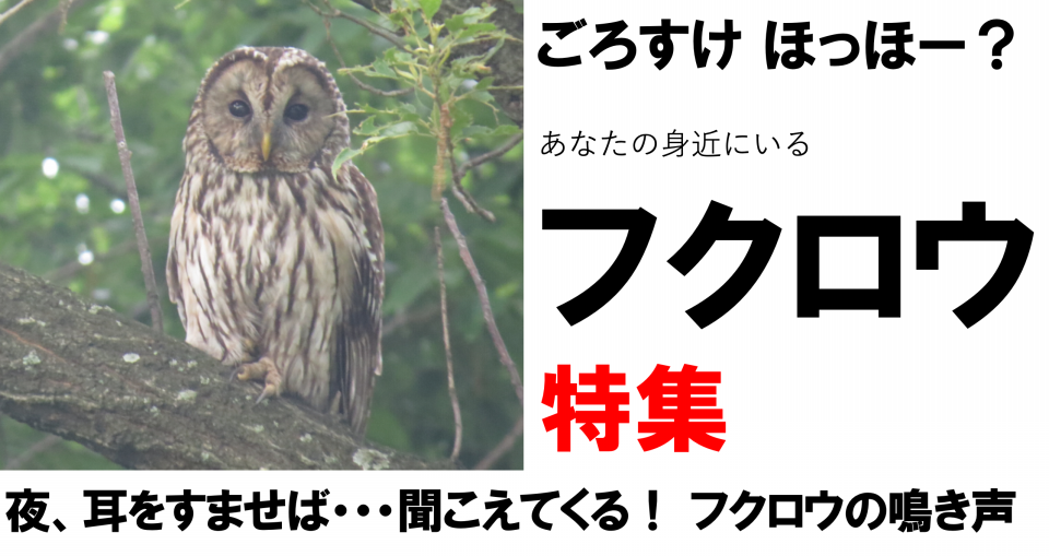 なんかよく分からないフクロウ Amazon.co.jp: 鳥を寄せ付けないプラスチック製のフクロウ、目が