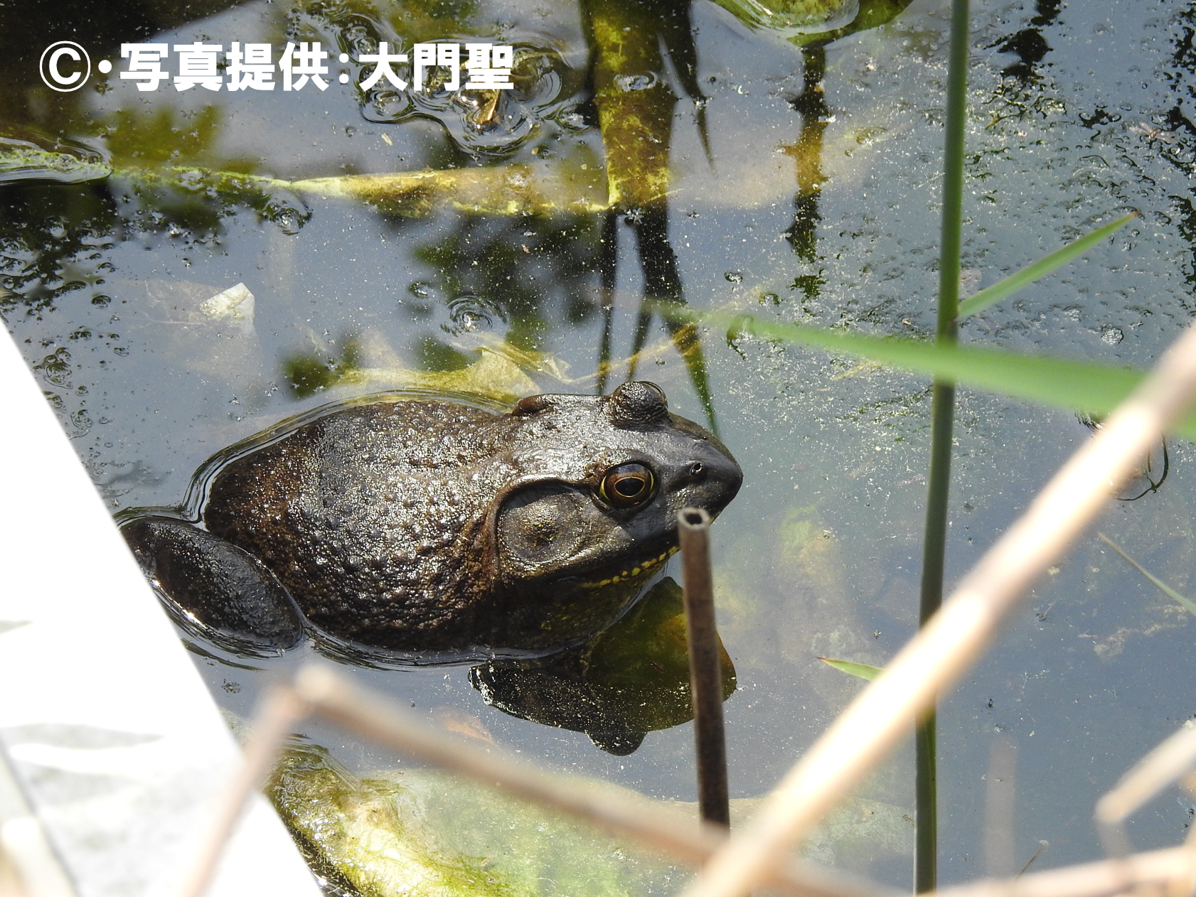 ウシガエル アカガエル科 公式 石川流域生きものミュージアム 雨ふる大地の水辺保全ネットワーク