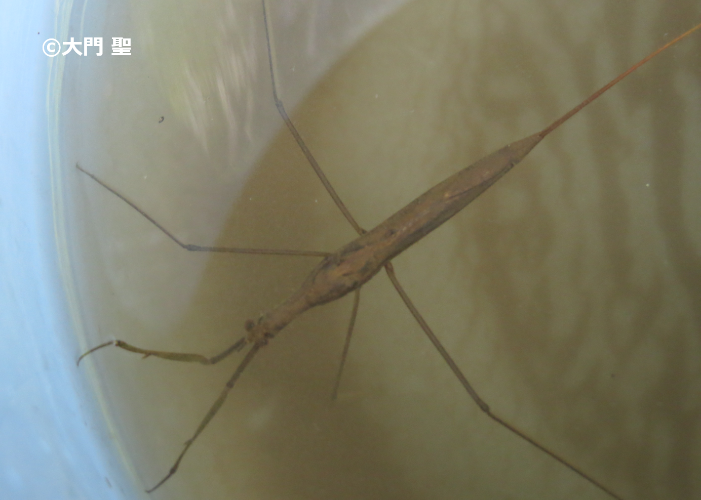 ミズカマキリ 公式 石川流域生きものミュージアム 雨ふる大地の水辺保全ネットワーク