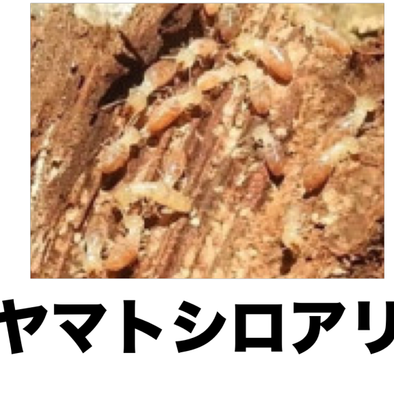 ゴキブリ シロアリ類 南河内の昆虫類 公式 石川流域生きものミュージアム 雨ふる大地の水辺保全ネットワーク