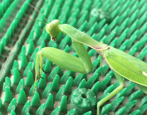 瞳はいつもこちらを見ている カマキリ 公式 石川流域生きものミュージアム 雨ふる大地の水辺保全ネットワーク 瞳はいつもこちらを見ている カマキリ 公式 石川流域生きものミュージアム 雨ふる大地の水辺保全ネットワーク