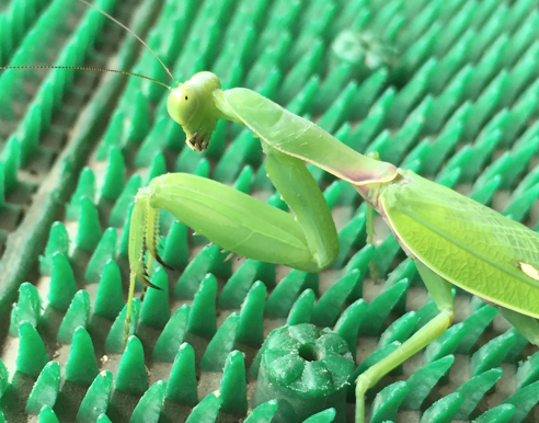 瞳はいつもこちらを見ている カマキリ 公式 石川流域生きものミュージアム 雨ふる大地の水辺保全ネットワーク