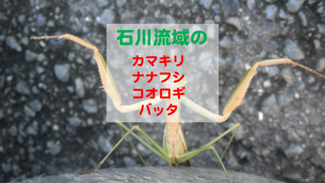 カマキリ・ナナフシ・コオロギ・バッタのなかま＝索引・検索