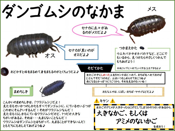 ダンゴムシ 雨ふる大地の水辺保全ネットワーク