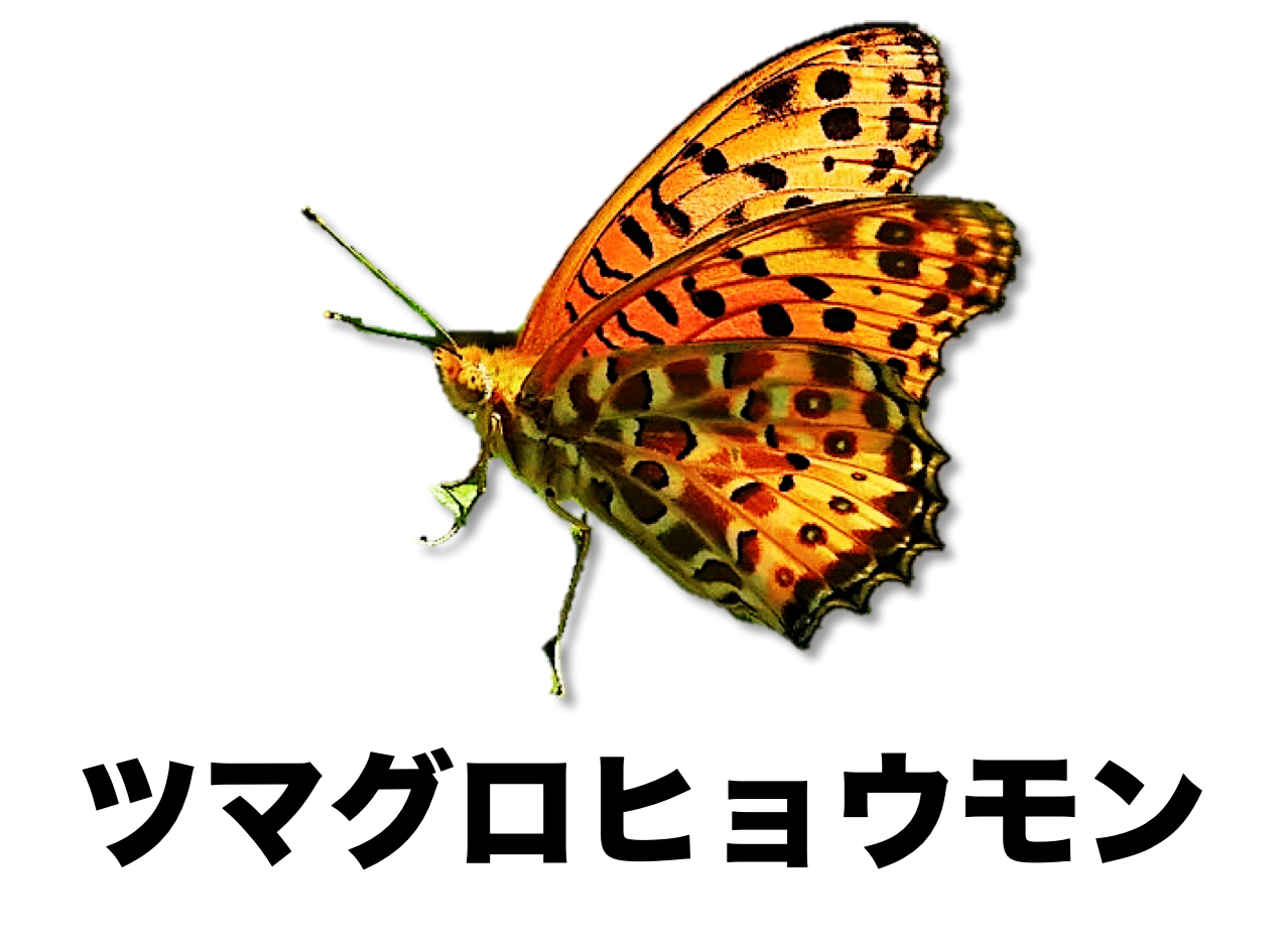 ツマグロヒョウモン 公式 石川流域生きものミュージアム 雨ふる大地の水辺保全ネットワーク