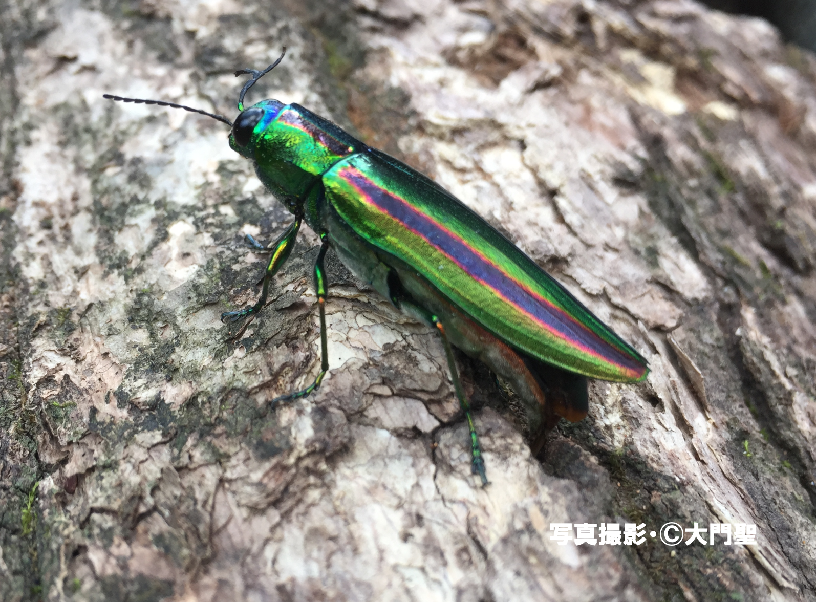 タマムシ 〜それは魅惑の宝石〜 | ［公式］石川流域生きもの