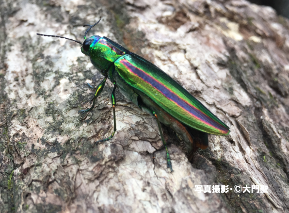 タマムシ 〜それは魅惑の宝石〜 | ［公式］石川流域生きもの