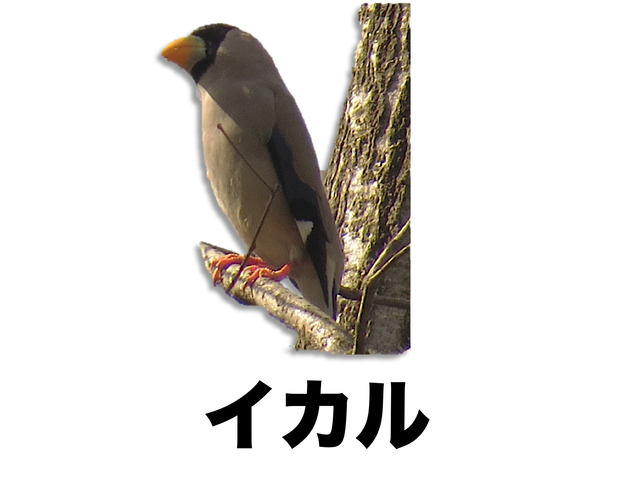 イカル 公式 石川流域生きものミュージアム 雨ふる大地の水辺保全ネットワーク