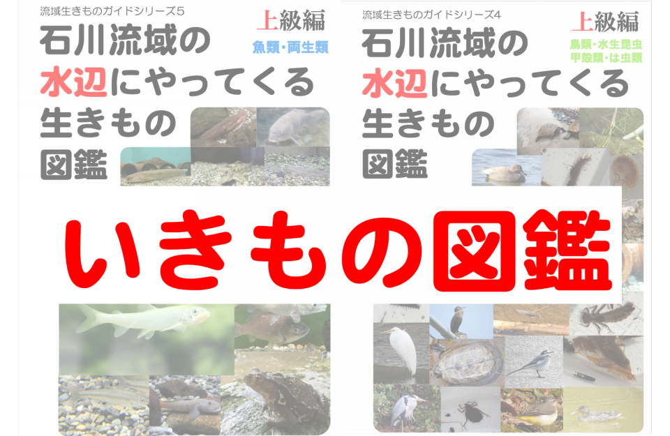 検索ワード 生きものの名前など を上部に自由に入れて調べてみよう 公式 石川流域生きものミュージアム 雨ふる大地の水辺保全ネットワーク