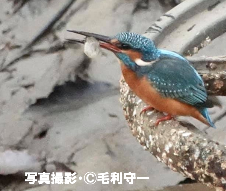 カワセミ | ［公式］石川流域生きものミュージアム・雨ふる大地
