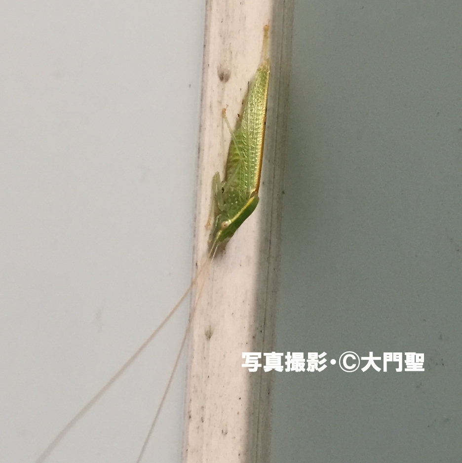 ヒメツユムシ [公式]石川流域生きものミュージアム・雨ふる大地の水辺保全ネットワーク