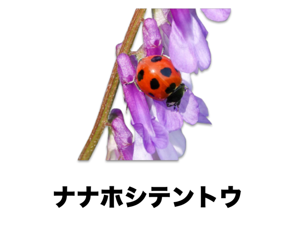 ナナホシテントウ 公式 石川流域生きものミュージアム 雨ふる大地の水辺保全ネットワーク