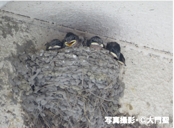 冬はツバメはどこにいるの 公式 石川流域生きものミュージアム 雨ふる大地の水辺保全ネットワーク