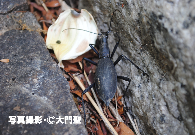 ときどき道に落ちている中身が空っぽのカタツムリの殻 マイマイカブリ 雨ふる大地の水辺保全ネットワーク